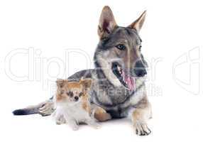 czechoslovakian wolfdog and chihuahua