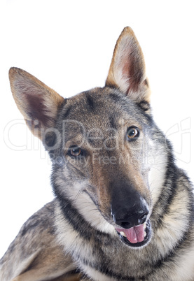 czechoslovakian wolfdog