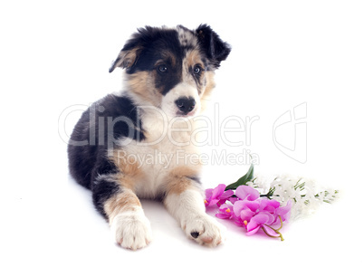 puppy border collie