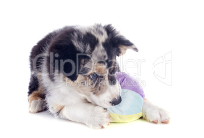 playing puppy border collie