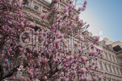 magnolia tree in springtime