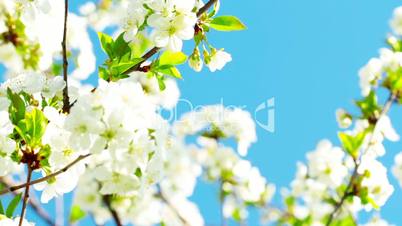 apricot flowers blooming in spring