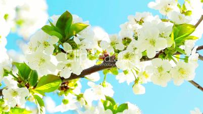 apricot flowers blooming in spring