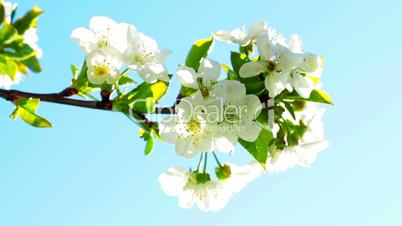 apricot flowers blooming in spring