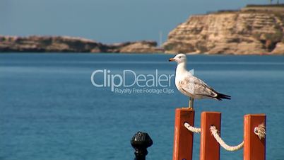 beautiful and honour seagul