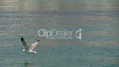 seagull sitting and flying