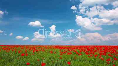 field of red poppies and cloudy sky