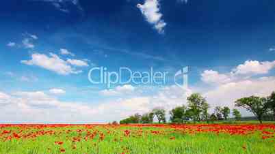 field of red poppies and cloudy sky