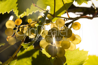 Grape and sun