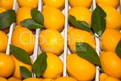 Fresh lemons