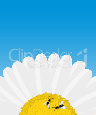 daisy and bees card