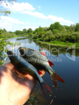 beautiful rudd laying in the hand