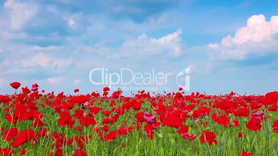 field of red poppies and cloudy sky