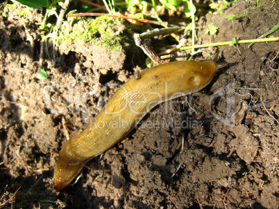 slug creeping on the ground