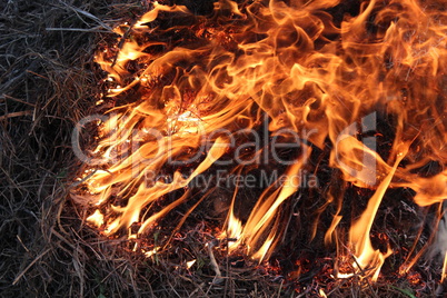 flame inflaming in the grass
