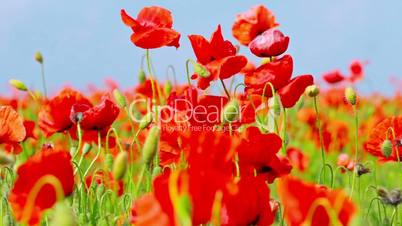 field of red poppies