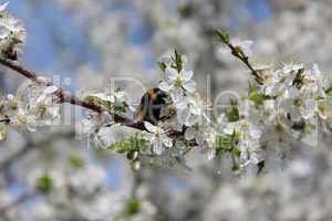 bumblebee on the blossoming tree of plum