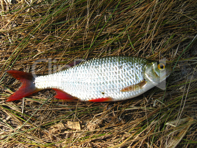 beautiful rudd laying on a grass