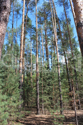 green forest with pines