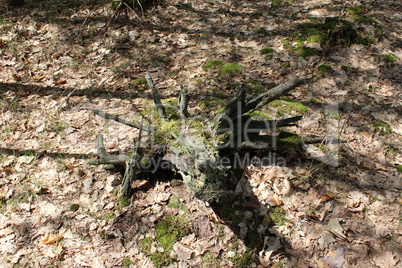 stump in the forest