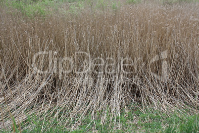 thicket of phragmites near the mire
