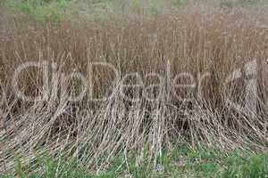 thicket of phragmites near the mire