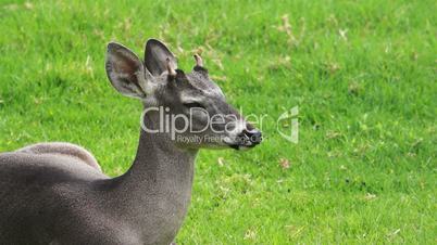 Young White Tailed Deer Looking at the Camera
