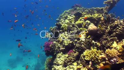 Colorful Fish on Vibrant Coral Reef, Red sea
