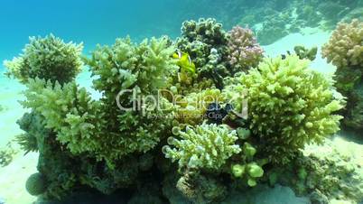 Clown Anemonefish on Coral Reef, Red sea