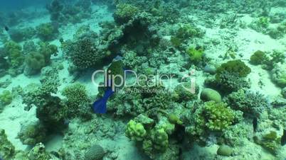 Bluetail trunkfish (Ostracion cyanurus) feeds on the coral reef, Red sea