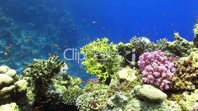 Colorful Fish on Vibrant Coral Reef, static scene, Red sea