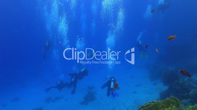 Group of divers swims over coral reefs. Red Sea