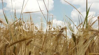 Broken wheat