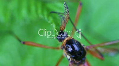 Giant sabre comb-horn cranefly