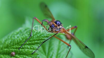 Giant sabre comb-horn cranefly - front view