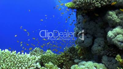 Colorful Fish on Vibrant Coral Reef, static scene, Red sea