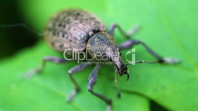 Weevils - Curculionidae