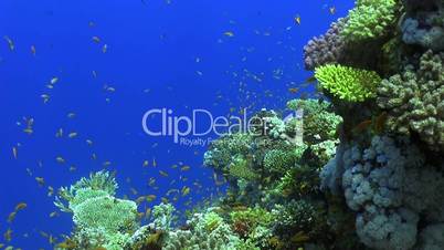 Colorful Fish on Vibrant Coral Reef, Red sea