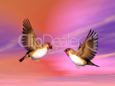 Scarlett finch birds couple - 3D render