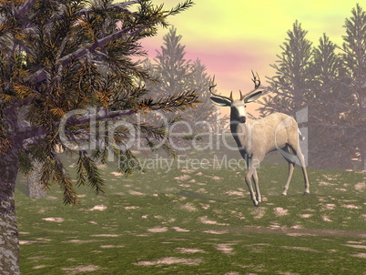 Burk in the woods - 3D render