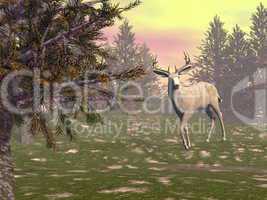 Burk in the woods - 3D render