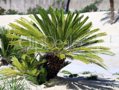 Cycas revoluta - king sago - sago cycad - Japanese sago palm