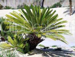 Cycas revoluta - king sago - sago cycad - Japanese sago palm