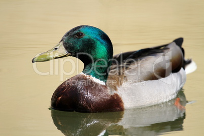 Male mallard duck on water