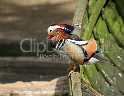 Mandarin duck on boat