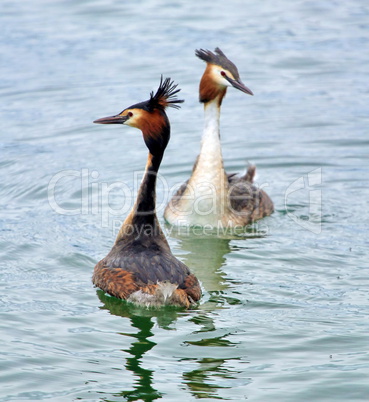 Red crested grebe duck parade