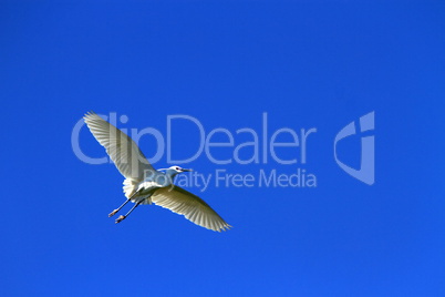 Egret bird flying