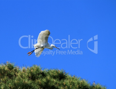 Egret flying from tree