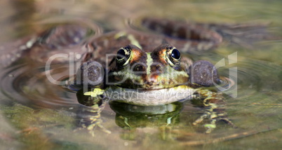 Frog bubbles