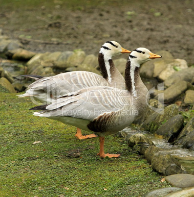 Bar-headed gooses